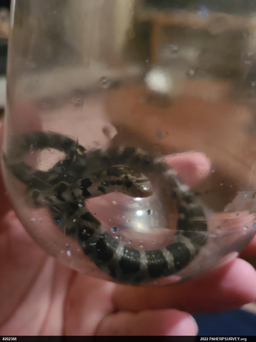 Eastern Milksnake