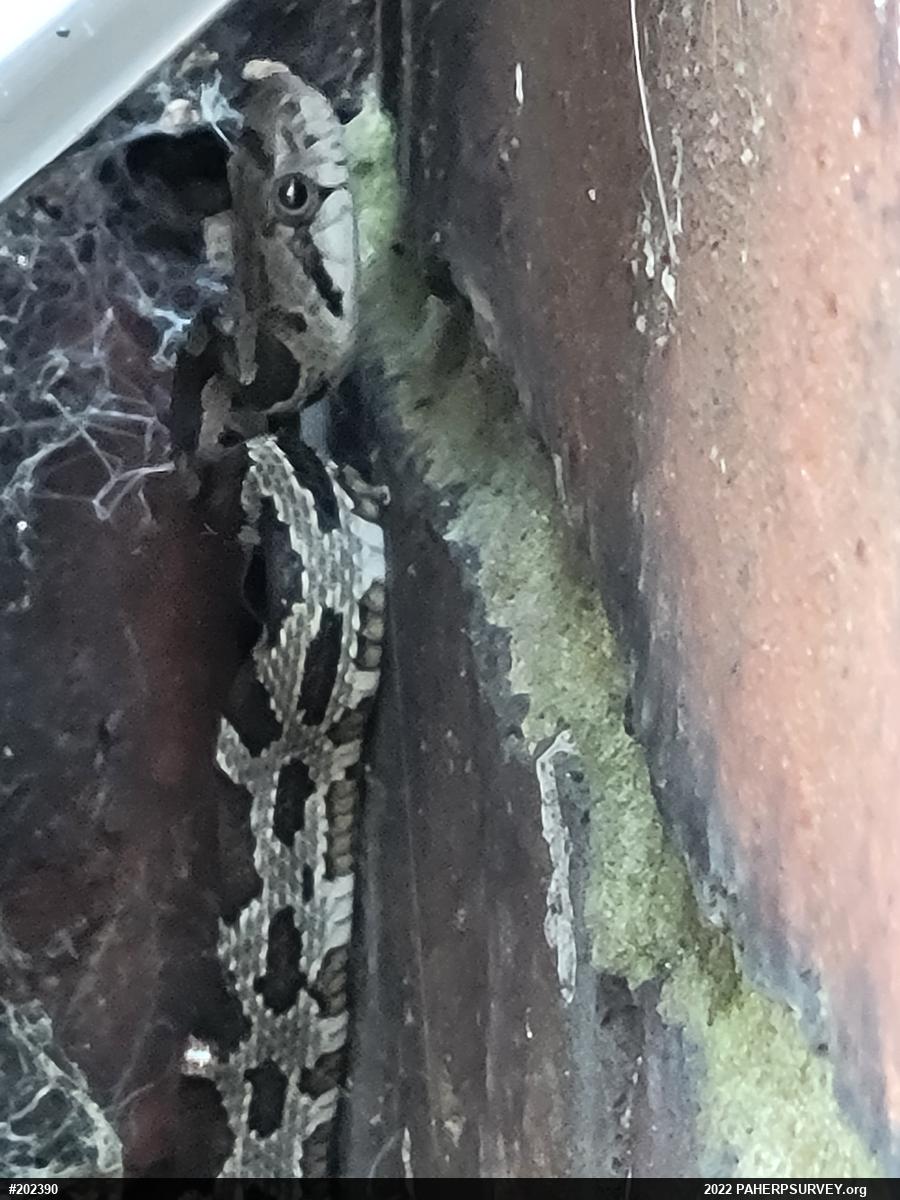 Eastern Ratsnake