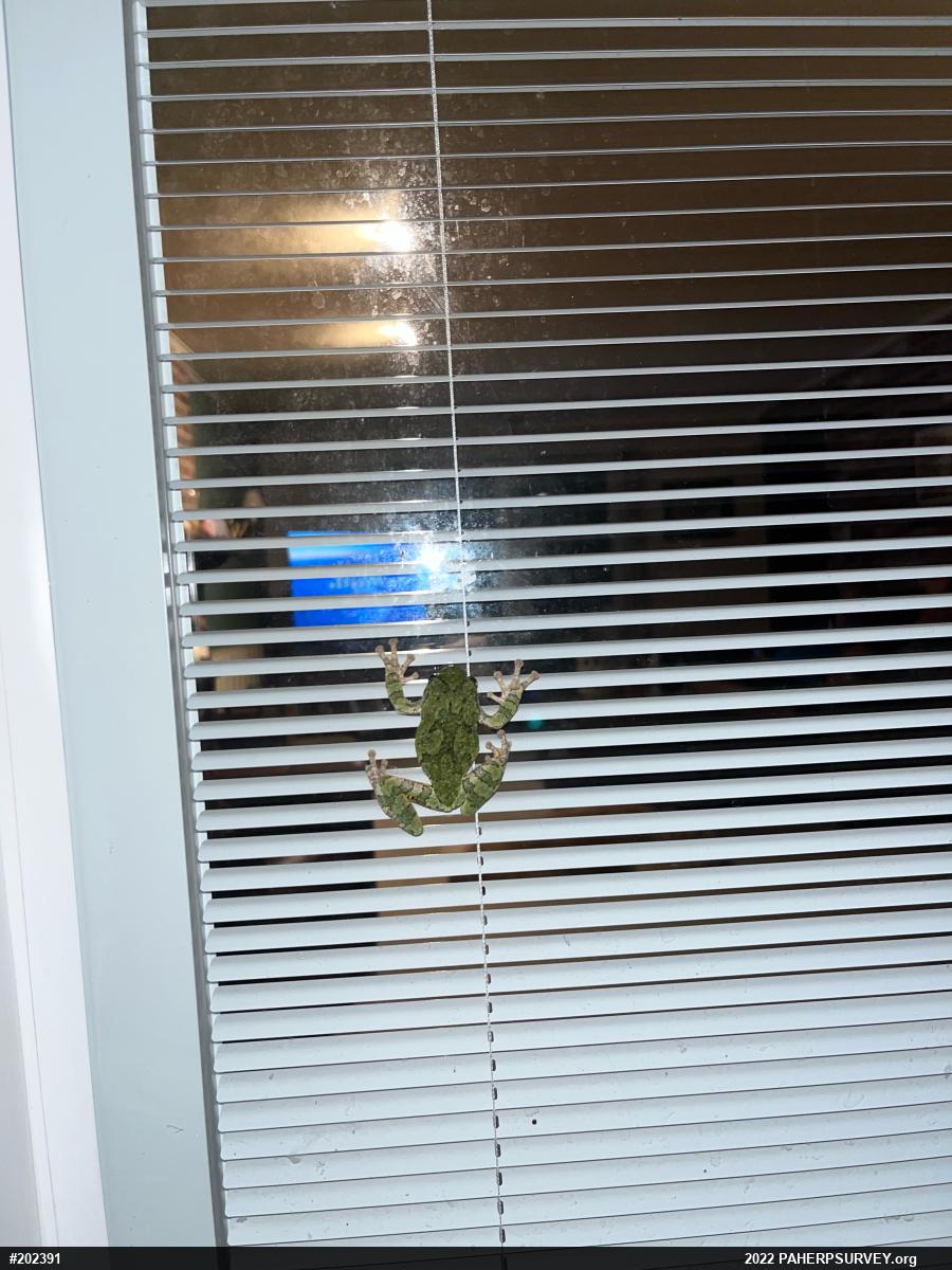 Unknown Gray Treefrog