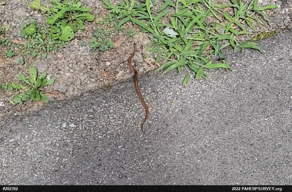 Eastern Gartersnake