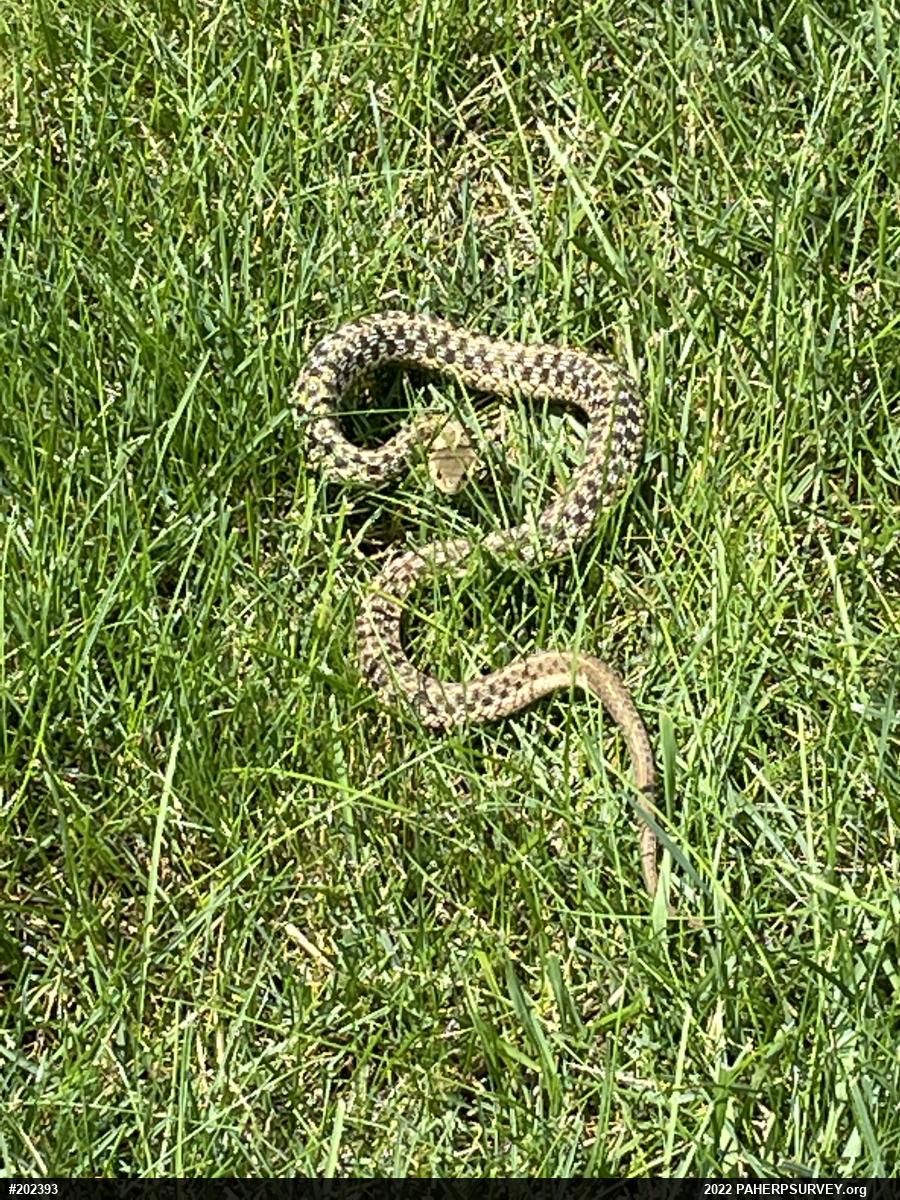 Eastern Gartersnake