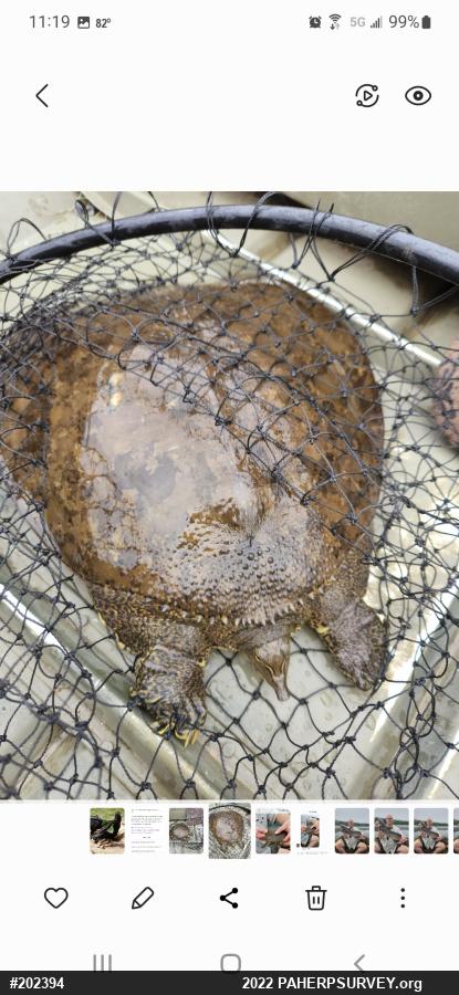 Eastern Spiny Softshell