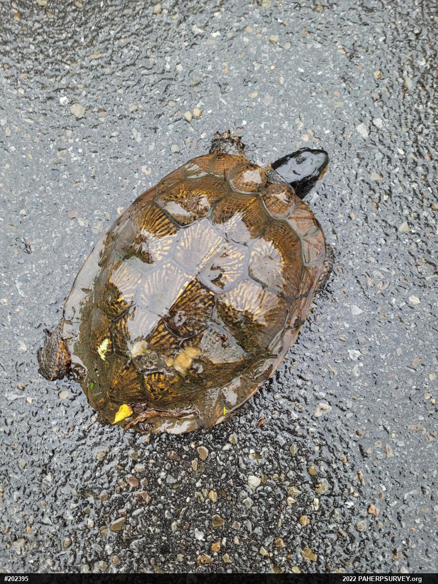 Wood Turtle