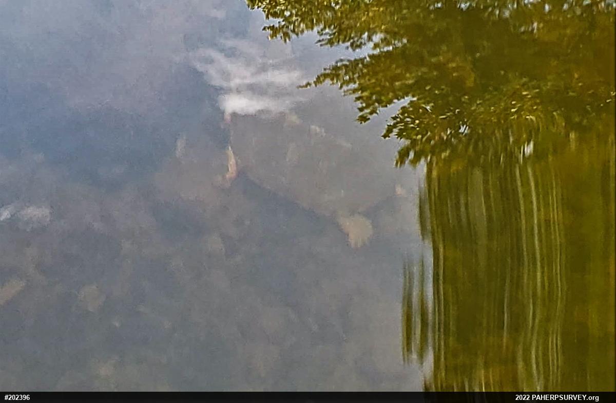 Wood Turtle