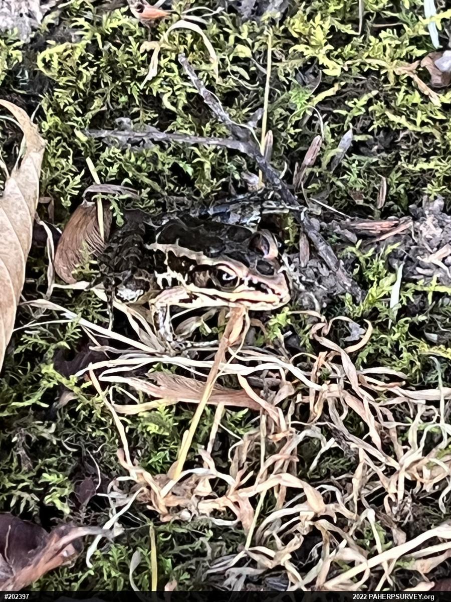 Pickerel Frog