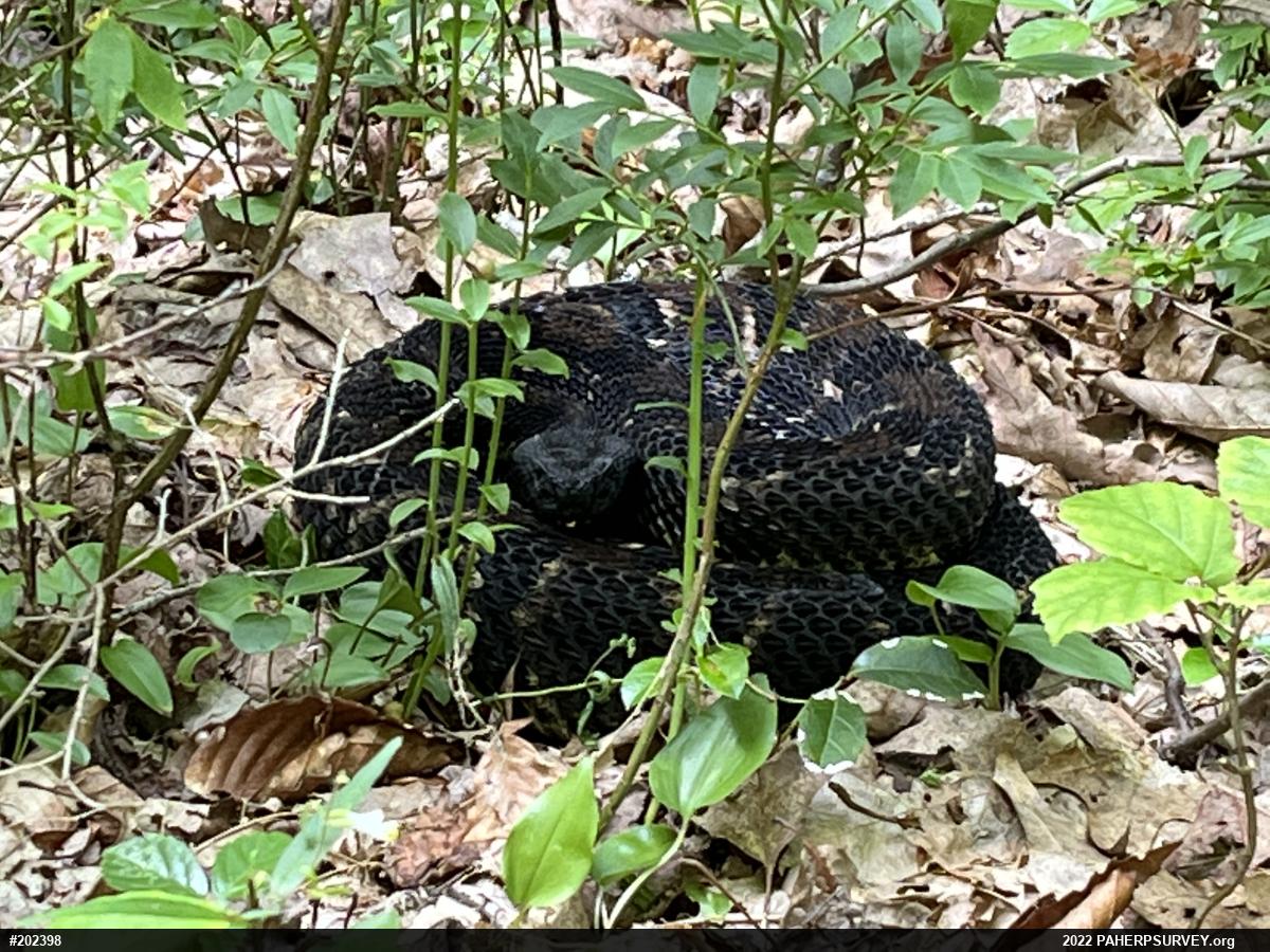 Timber Rattlesnake