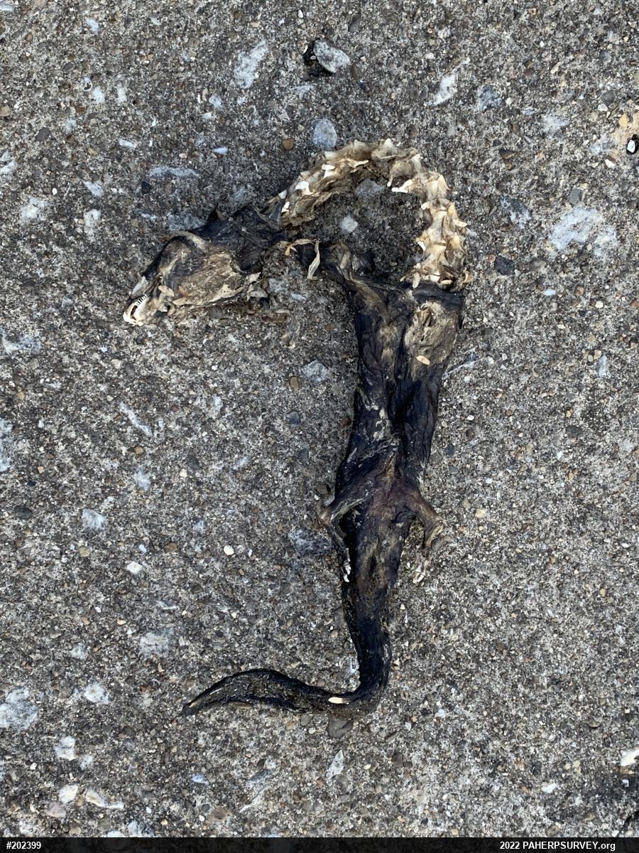 Common Mudpuppy