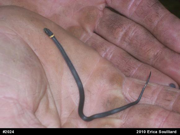 Northern Ring-necked Snake