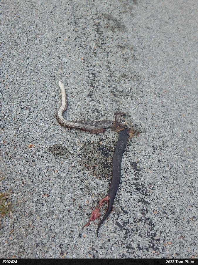 Eastern Ratsnake