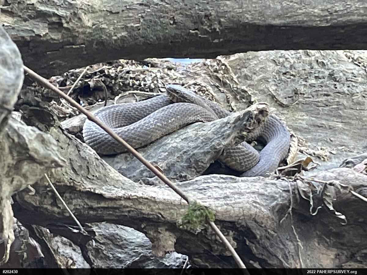 Northern Watersnake