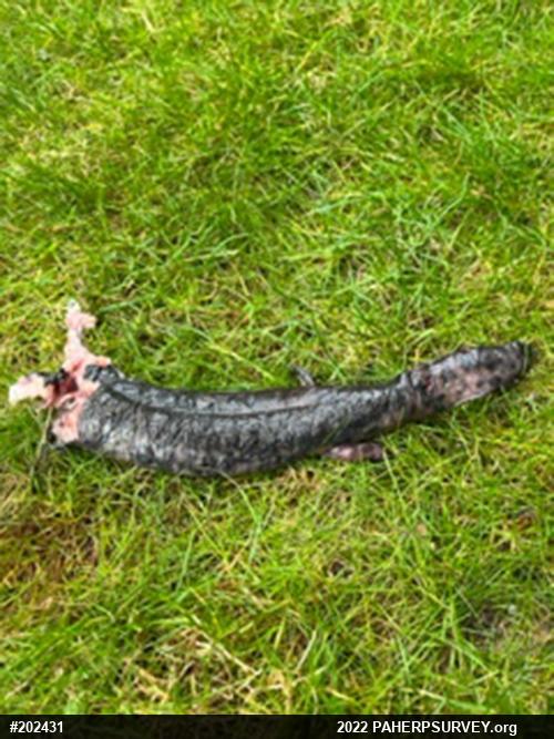 Common Mudpuppy
