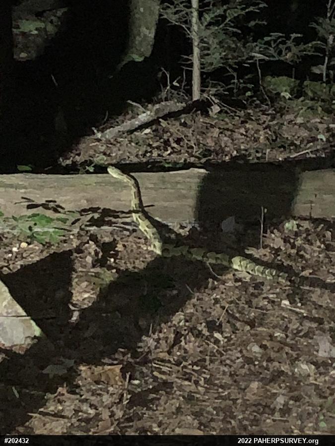 Timber Rattlesnake