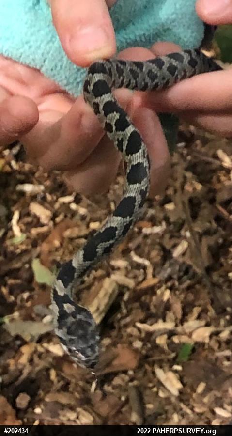 Eastern Ratsnake