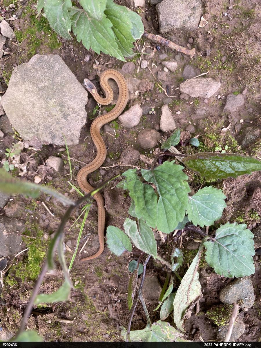 Red-bellied Snake