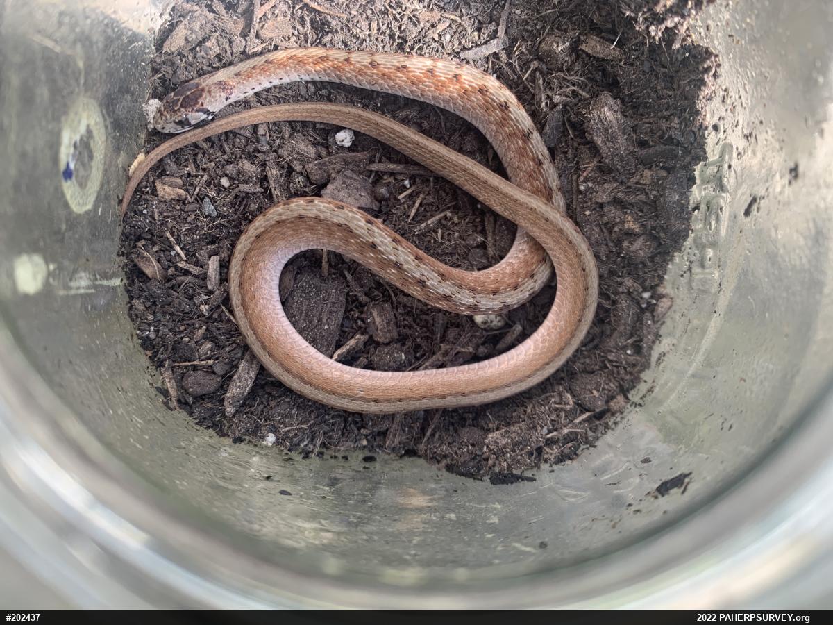 Dekay's Brownsnake