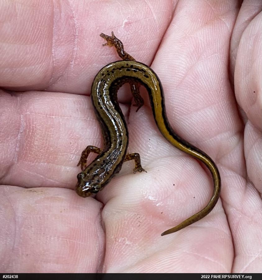 Northern Two-lined Salamander