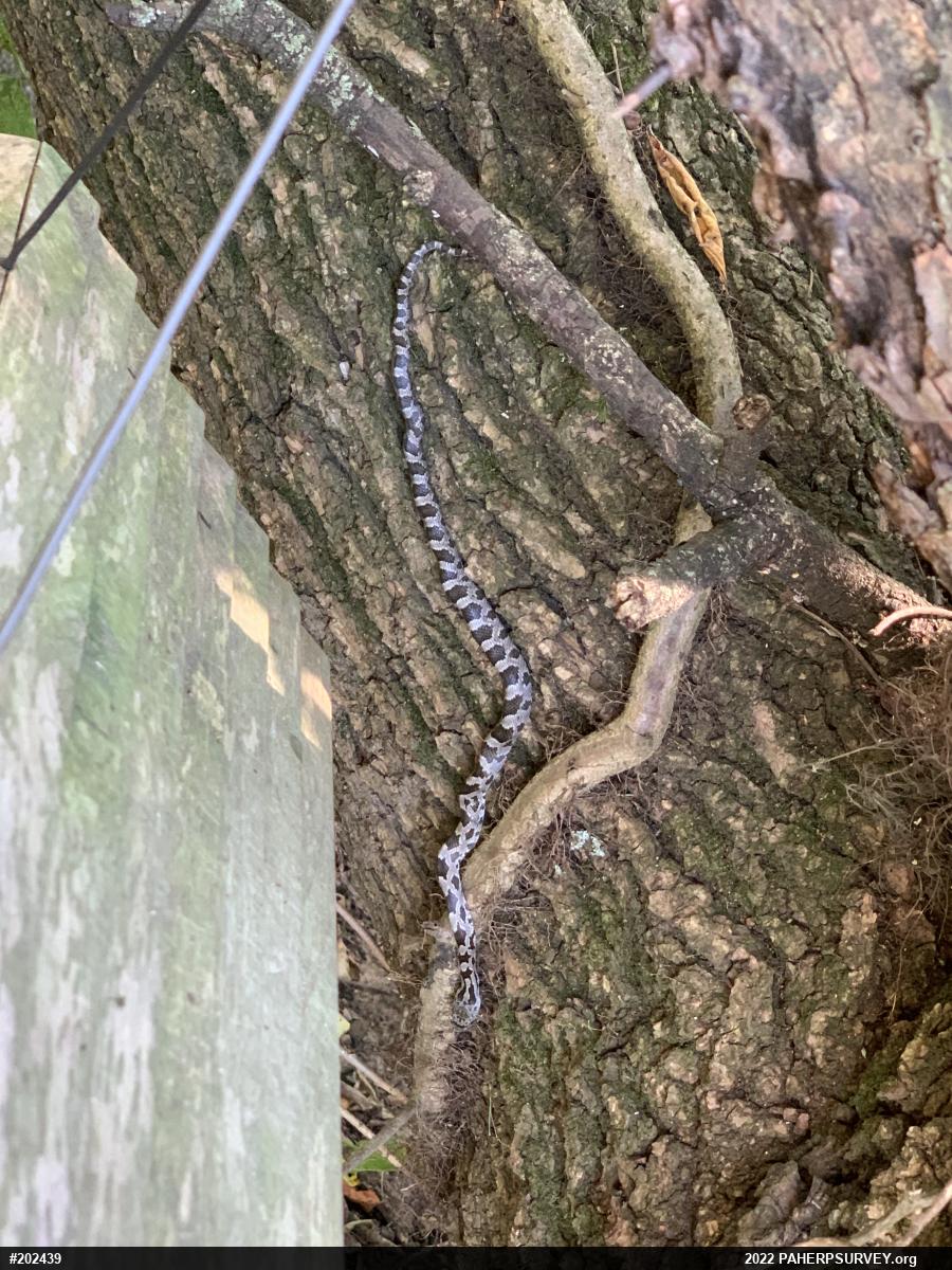 Eastern Ratsnake