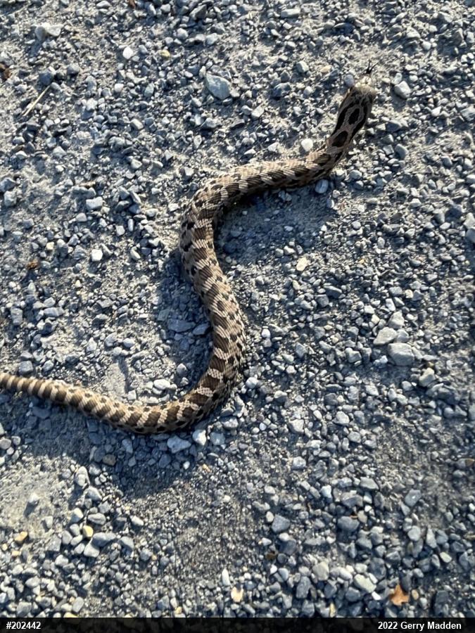 Eastern Hog-nosed Snake