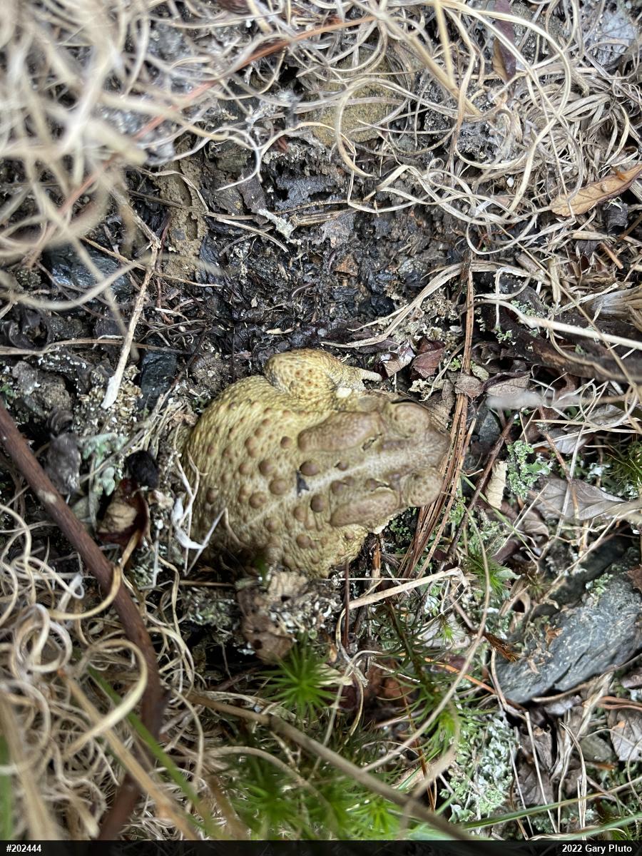 Eastern American Toad