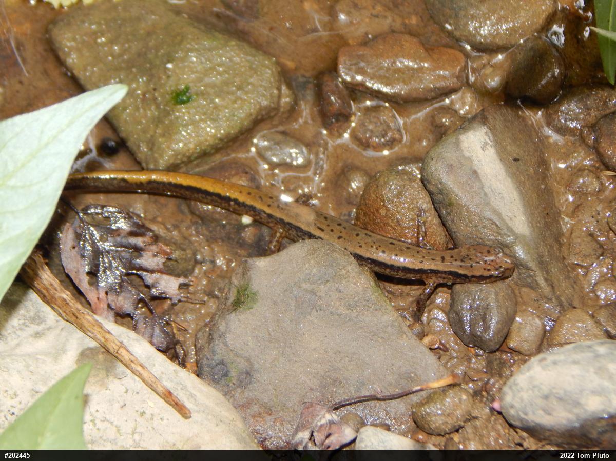 Northern Two-lined Salamander