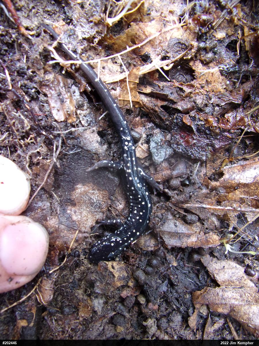 Northern Slimy Salamander