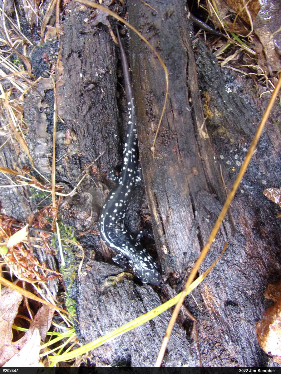 Northern Slimy Salamander
