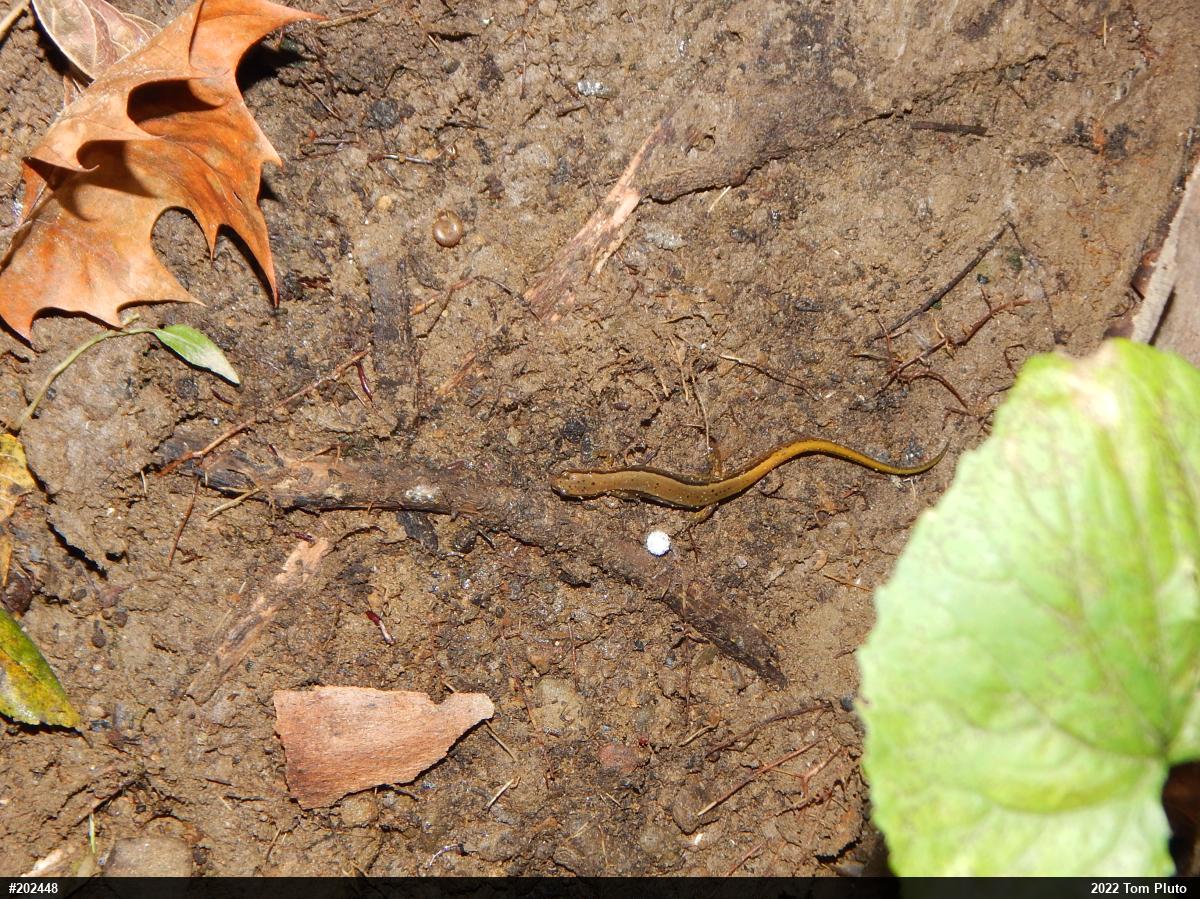 Northern Two-lined Salamander