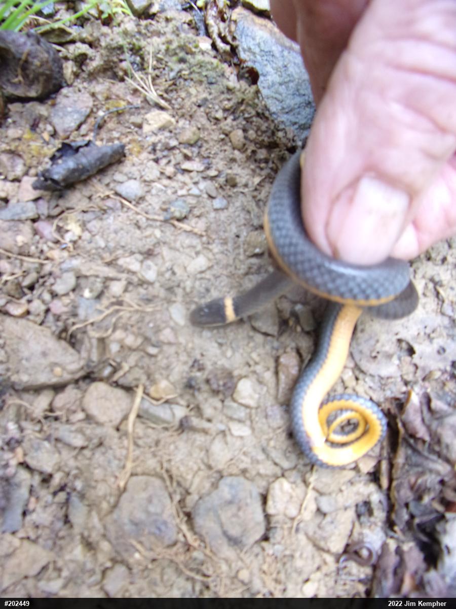 Northern Ring-necked Snake