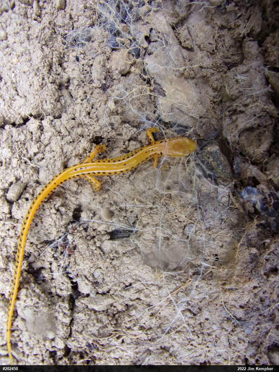 Eastern Long-tailed Salamander