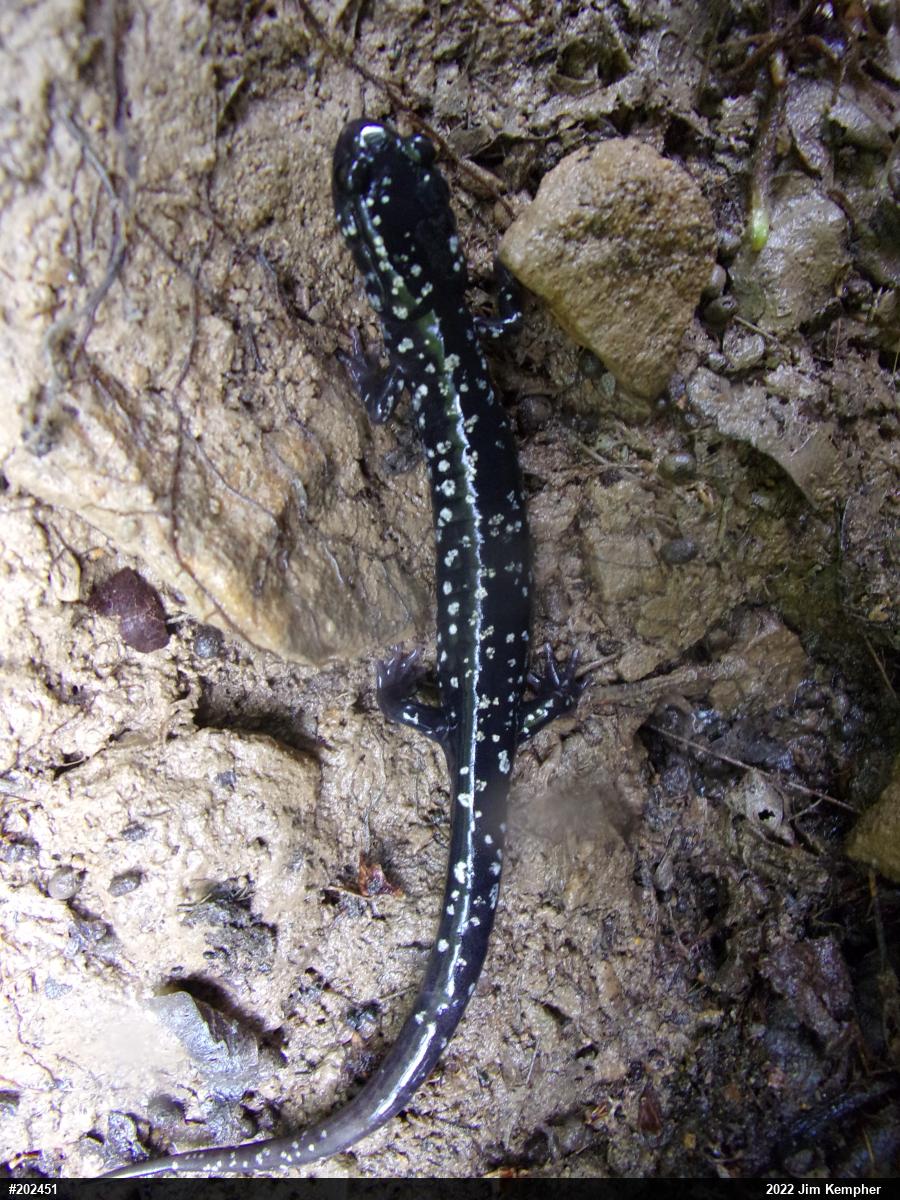 Northern Slimy Salamander