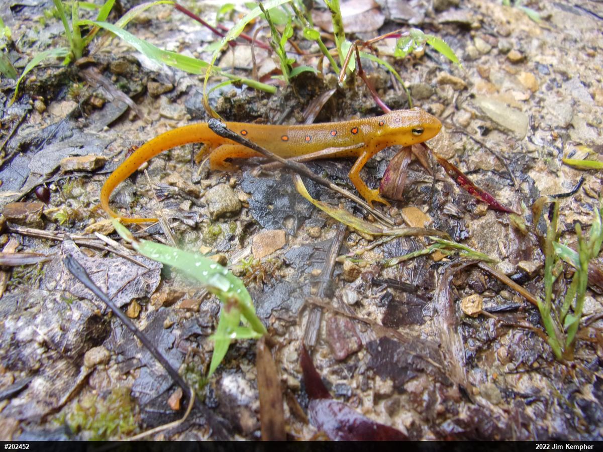 Red-spotted Newt