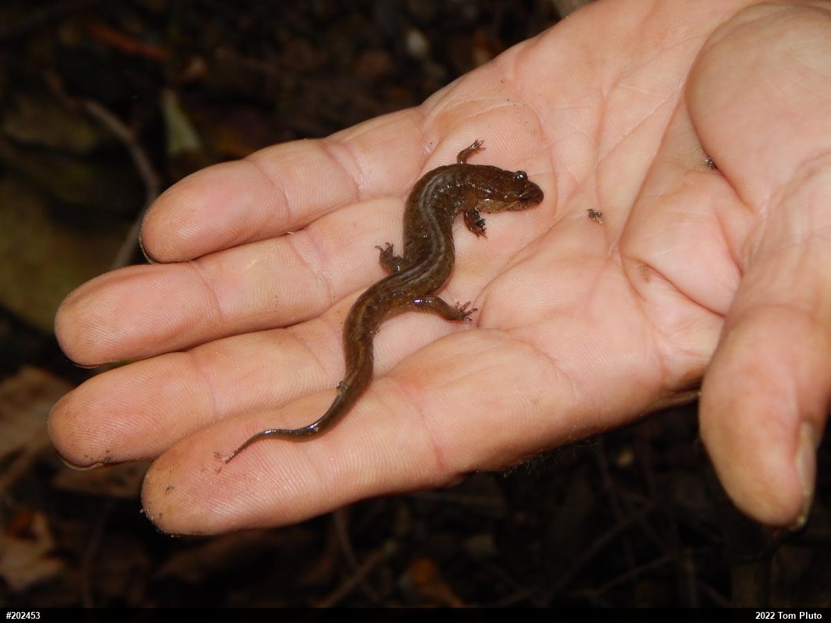 Northern Dusky Salamander