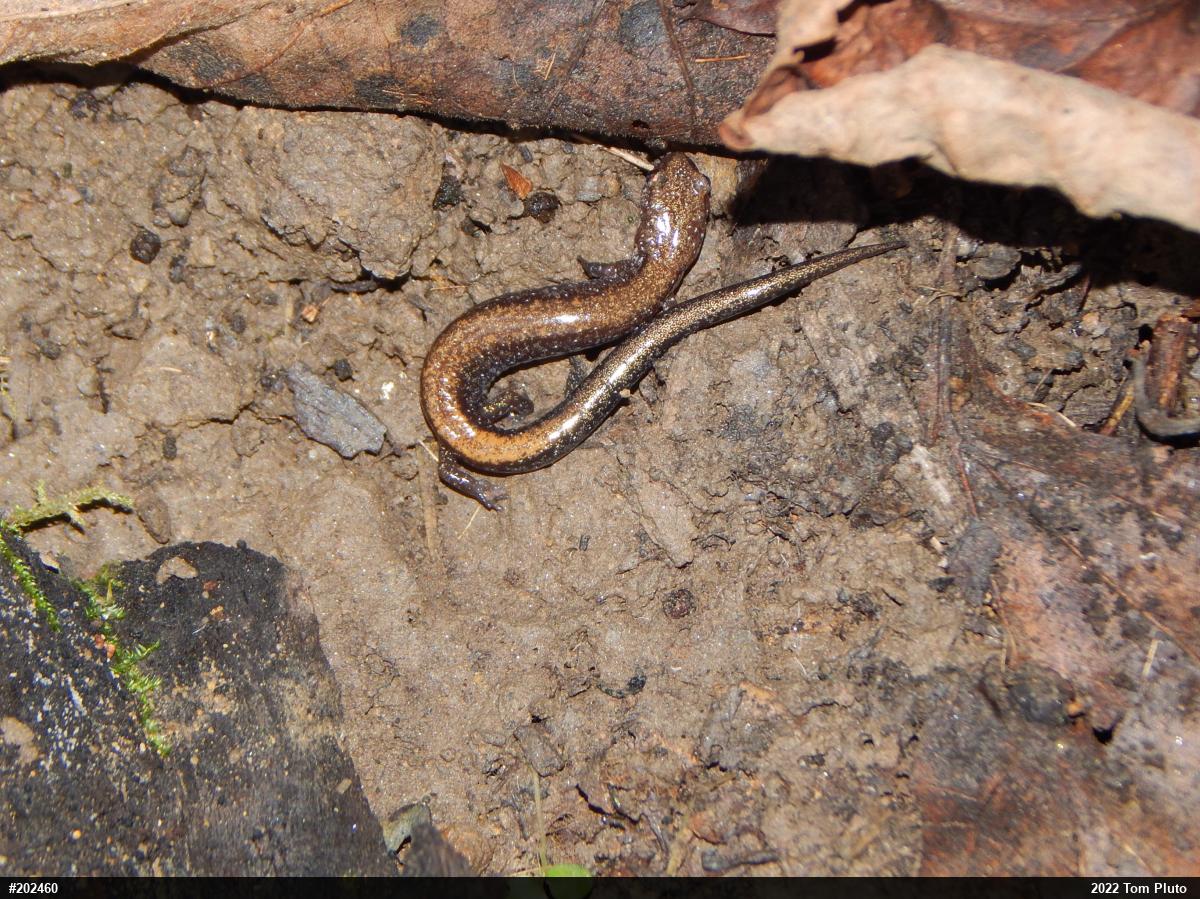 Eastern Red-backed  Salamander
