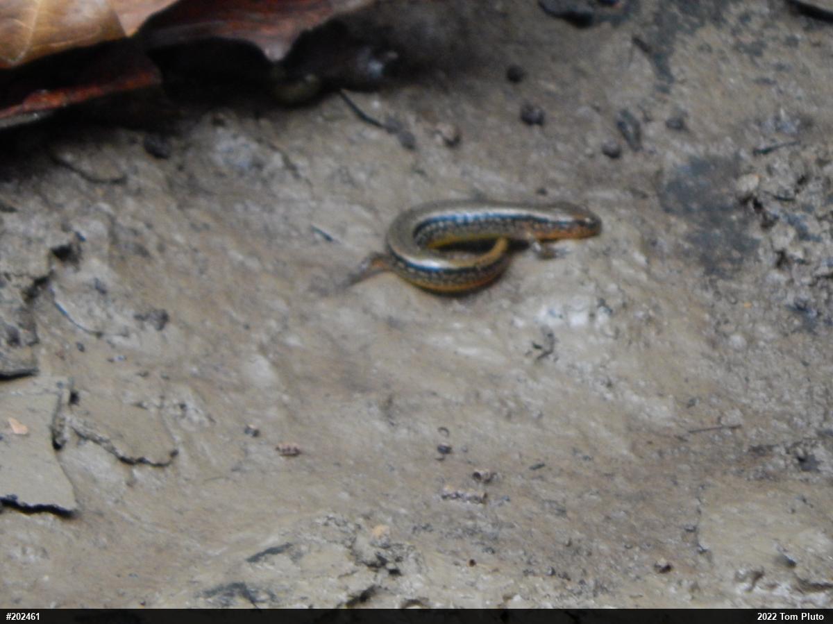 Northern Two-lined Salamander