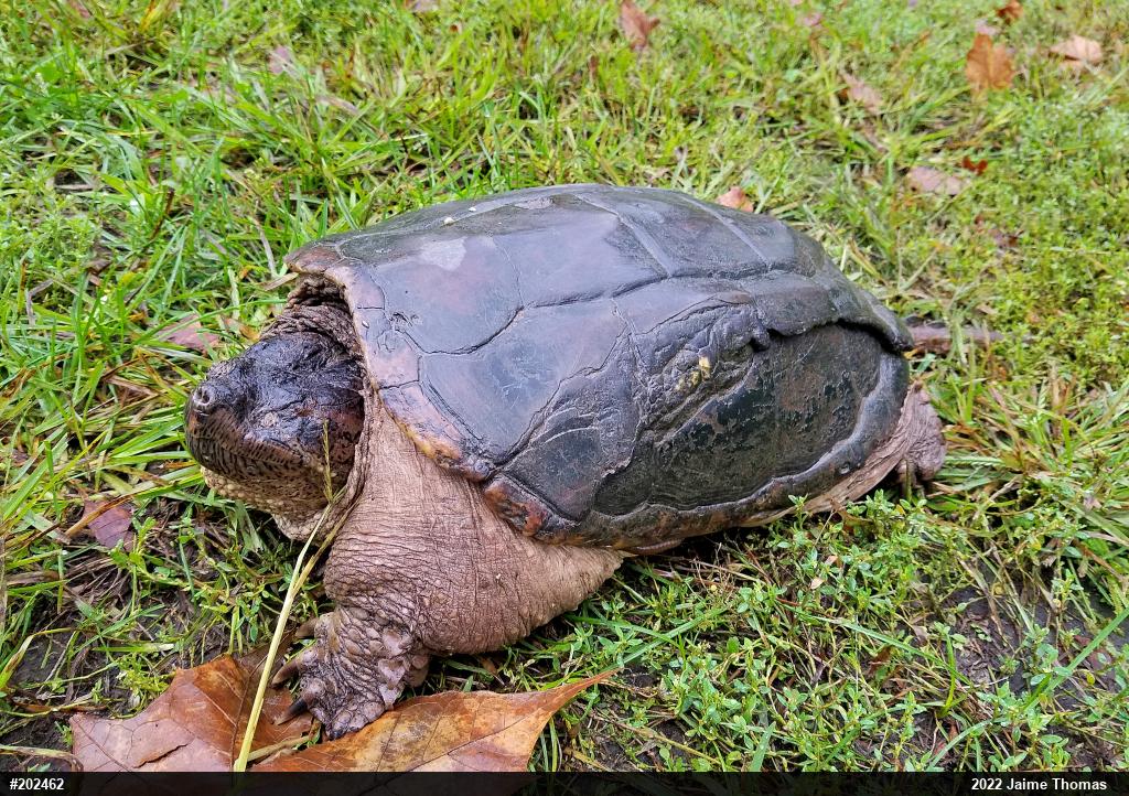 Snapping Turtle