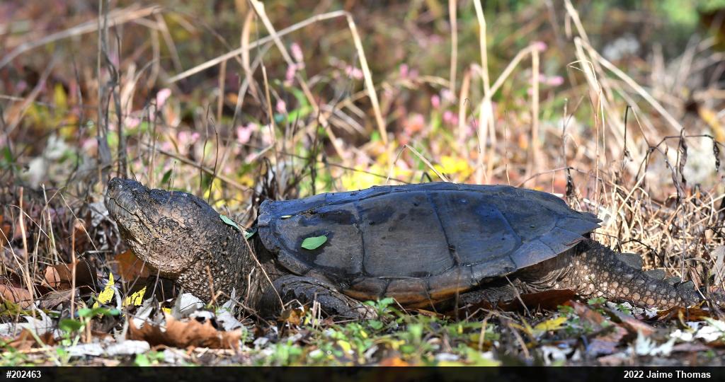 Snapping Turtle