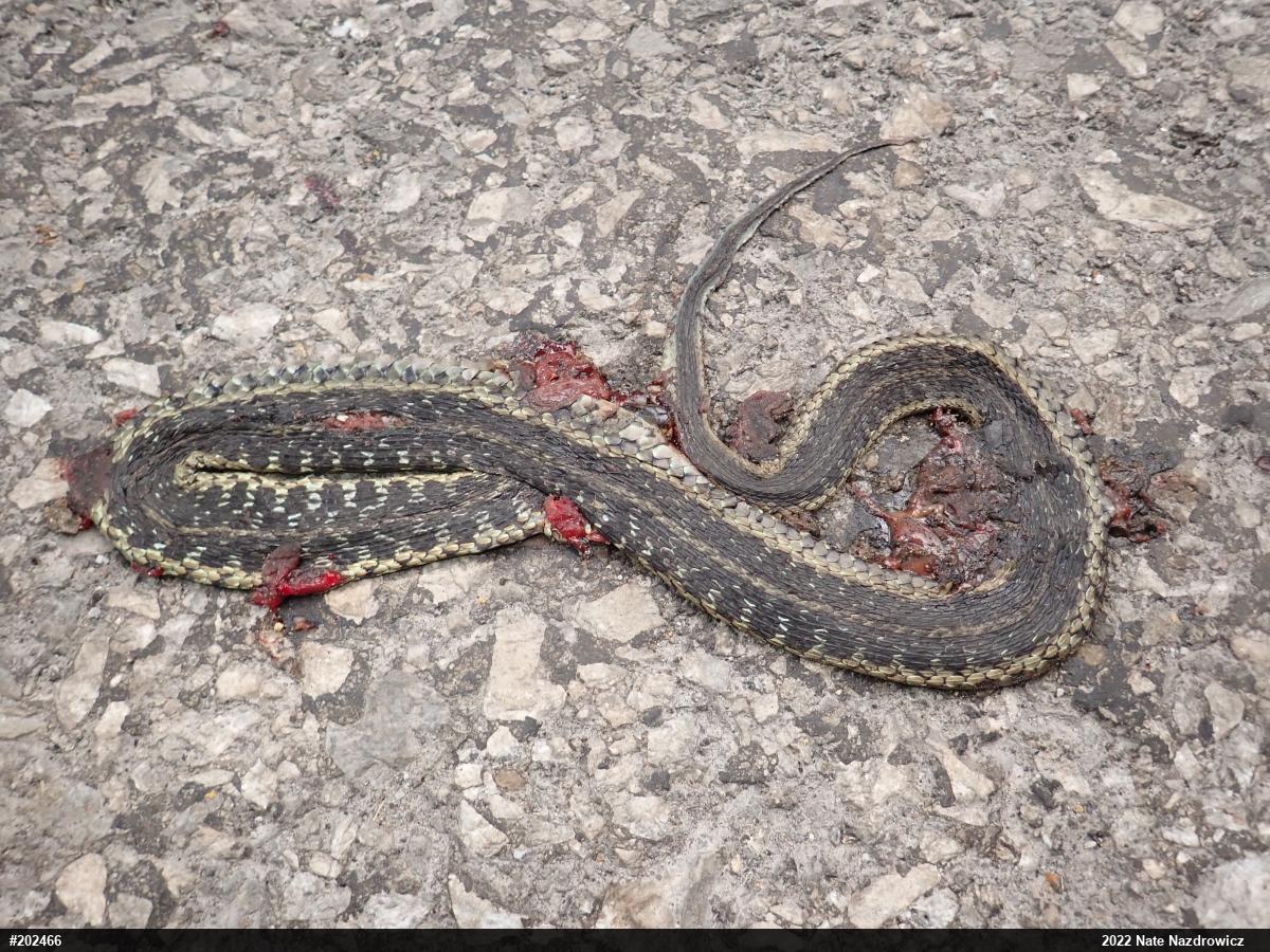 Eastern Gartersnake