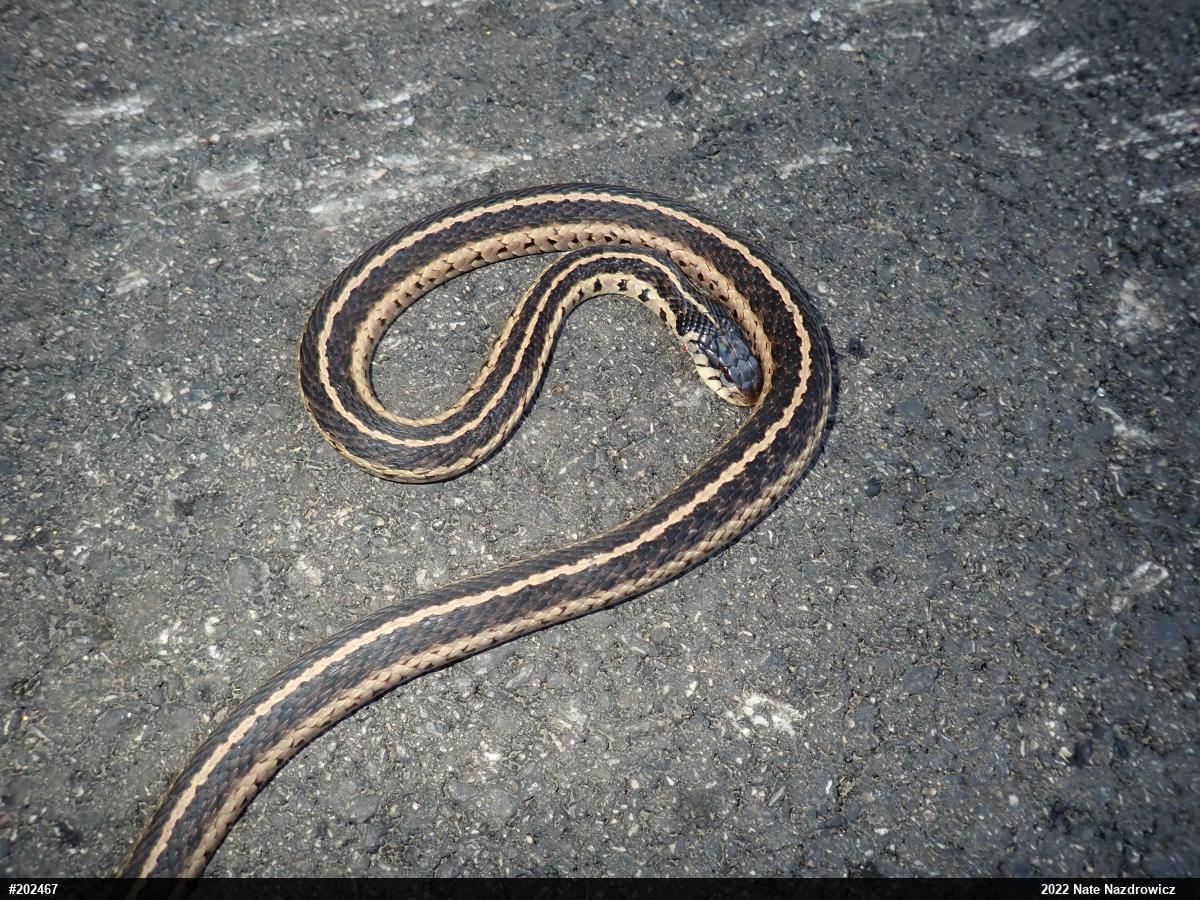 Eastern Gartersnake