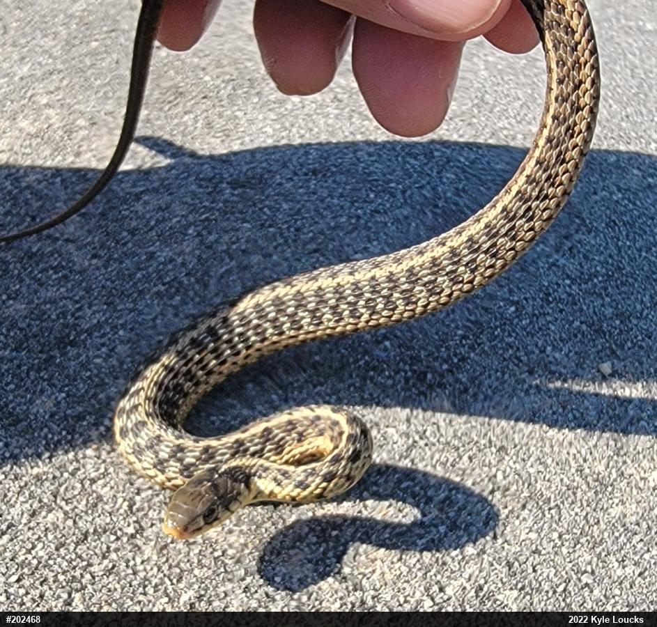 Eastern Gartersnake