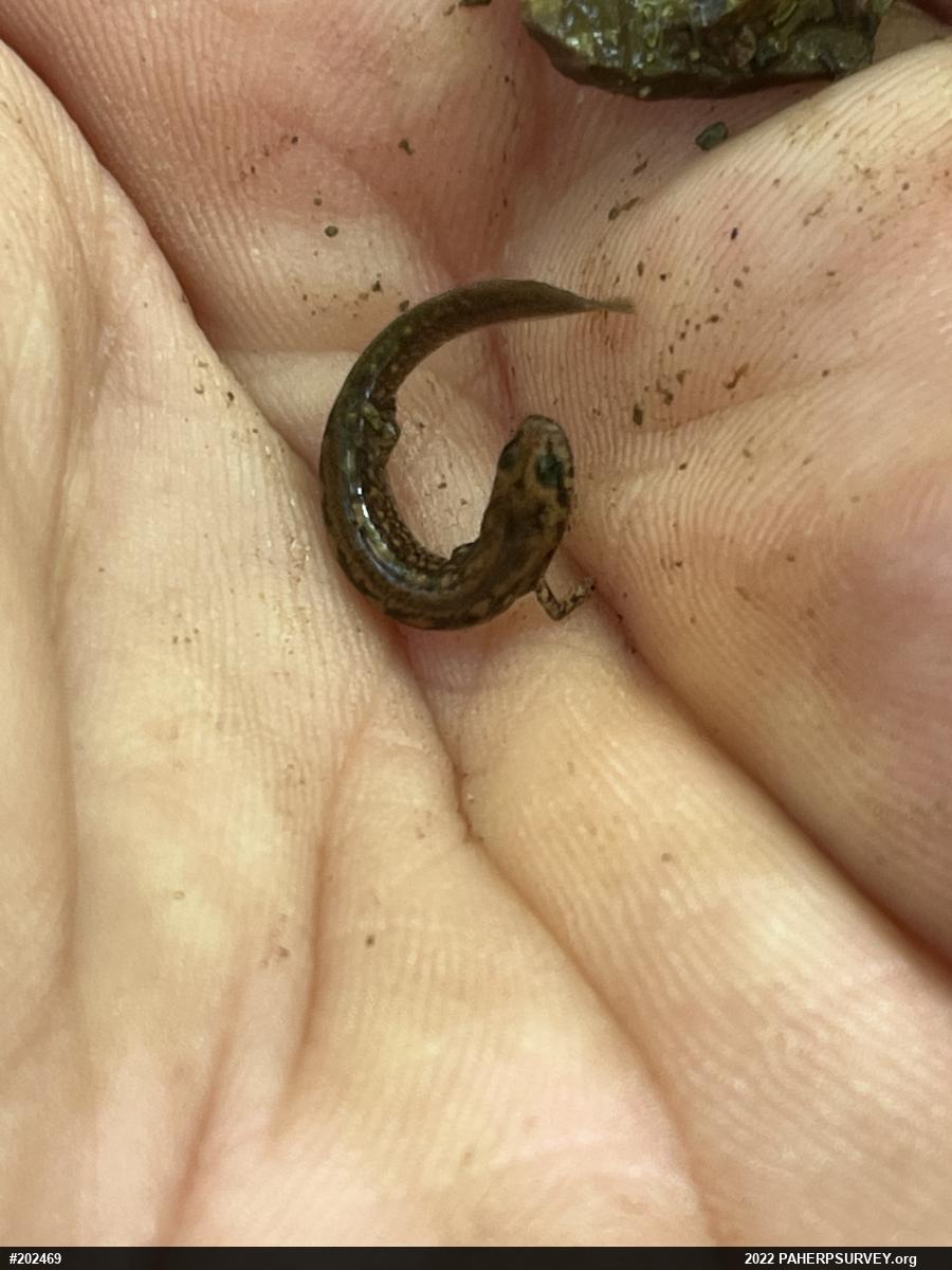 Northern Two-lined Salamander