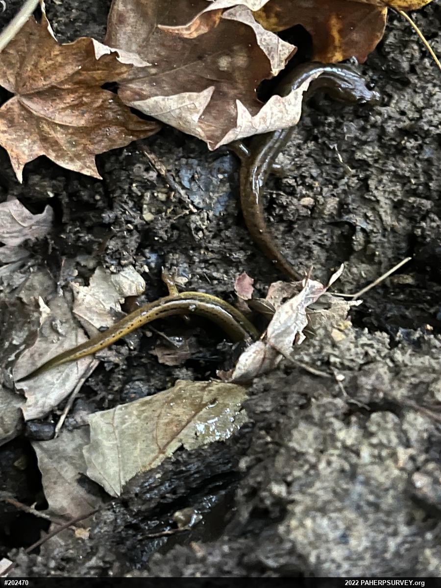 Northern Two-lined Salamander