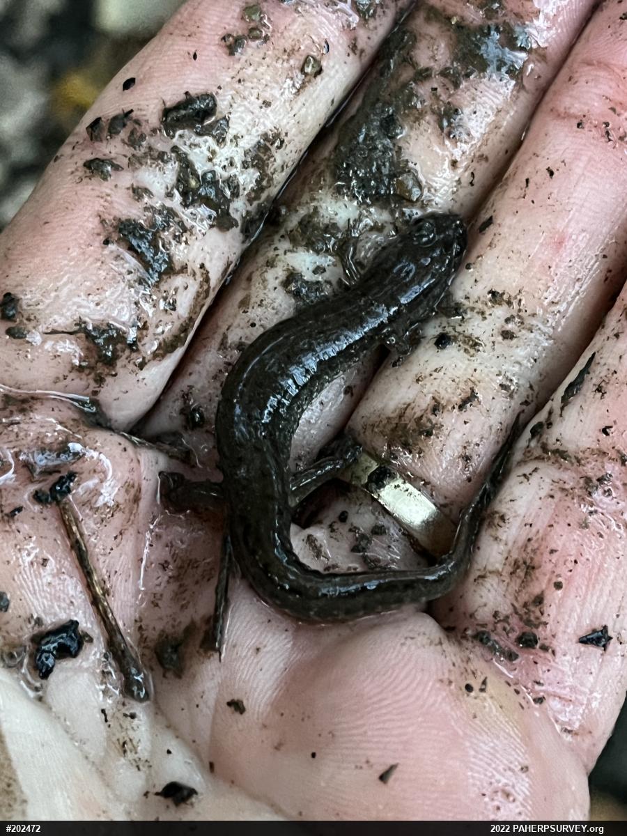Northern Dusky Salamander