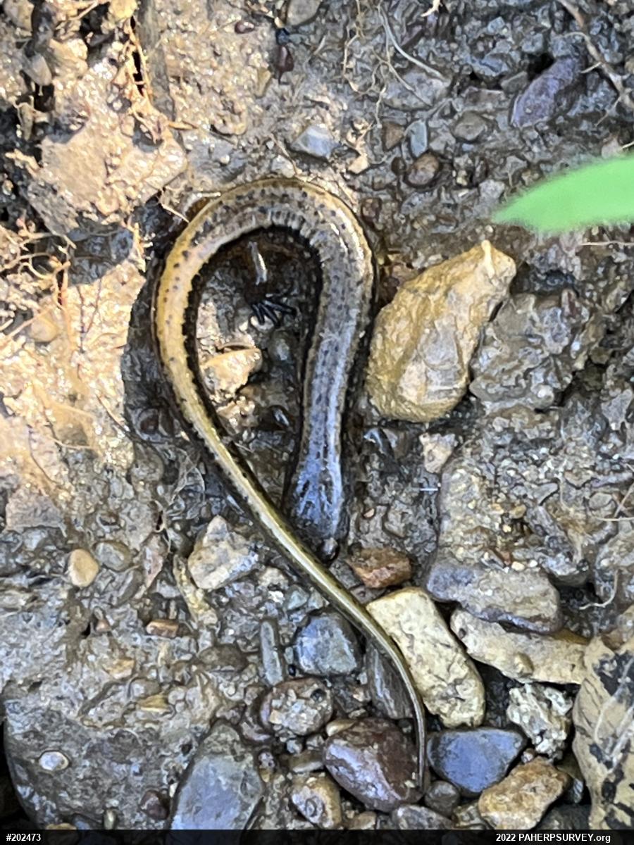 Northern Two-lined Salamander