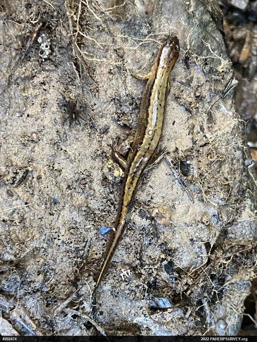 Northern Two-lined Salamander