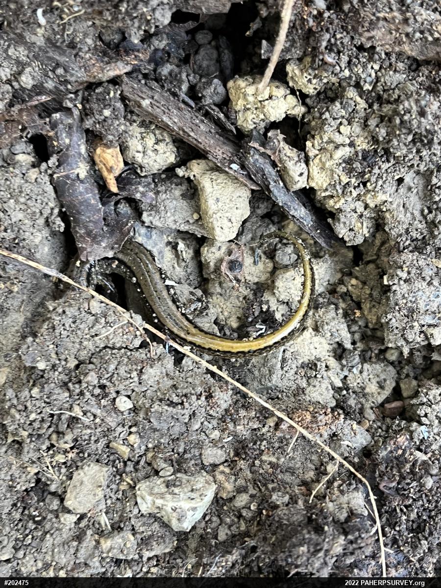 Northern Two-lined Salamander
