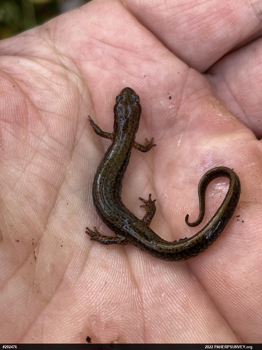 Northern Two-lined Salamander
