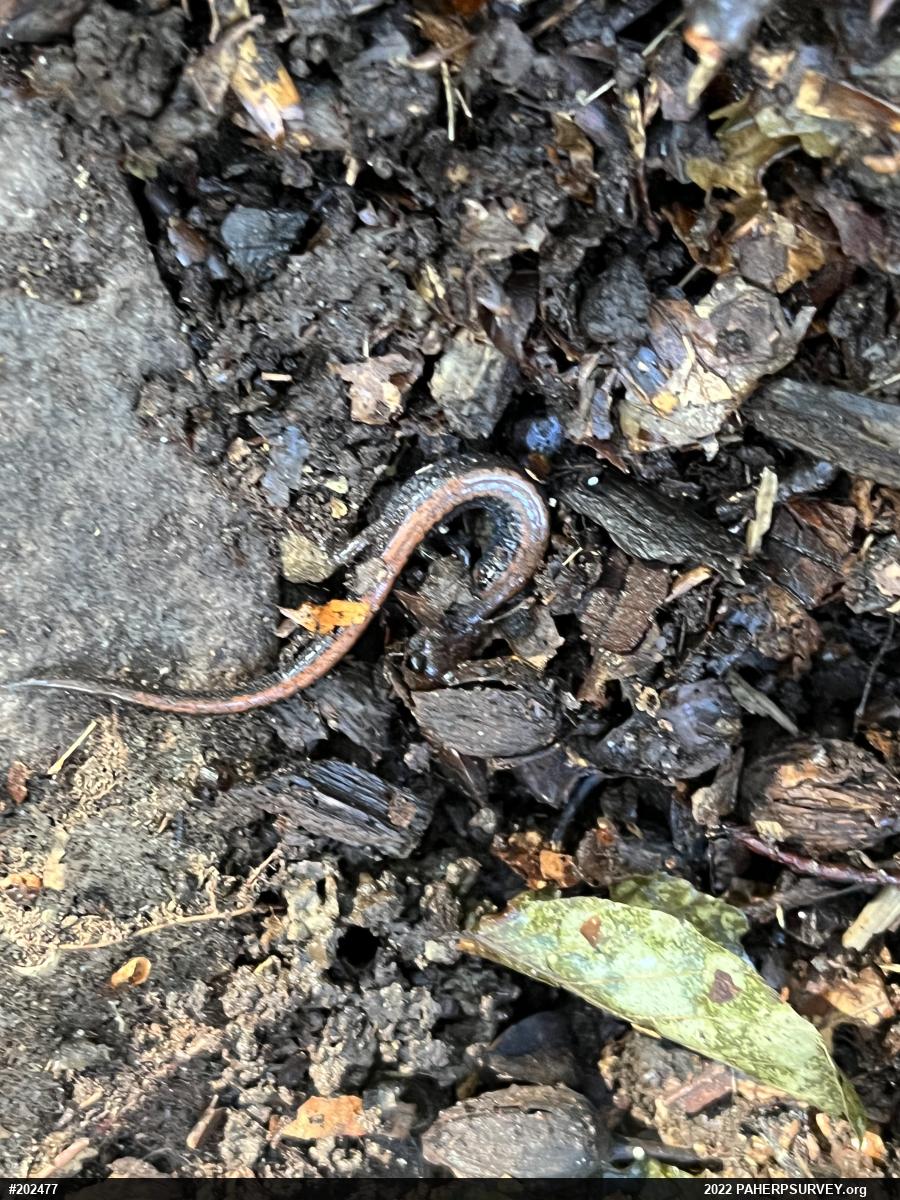 Eastern Red-backed  Salamander
