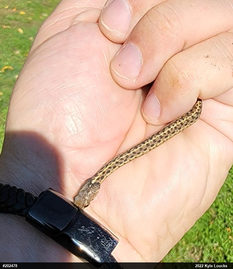 Eastern Gartersnake