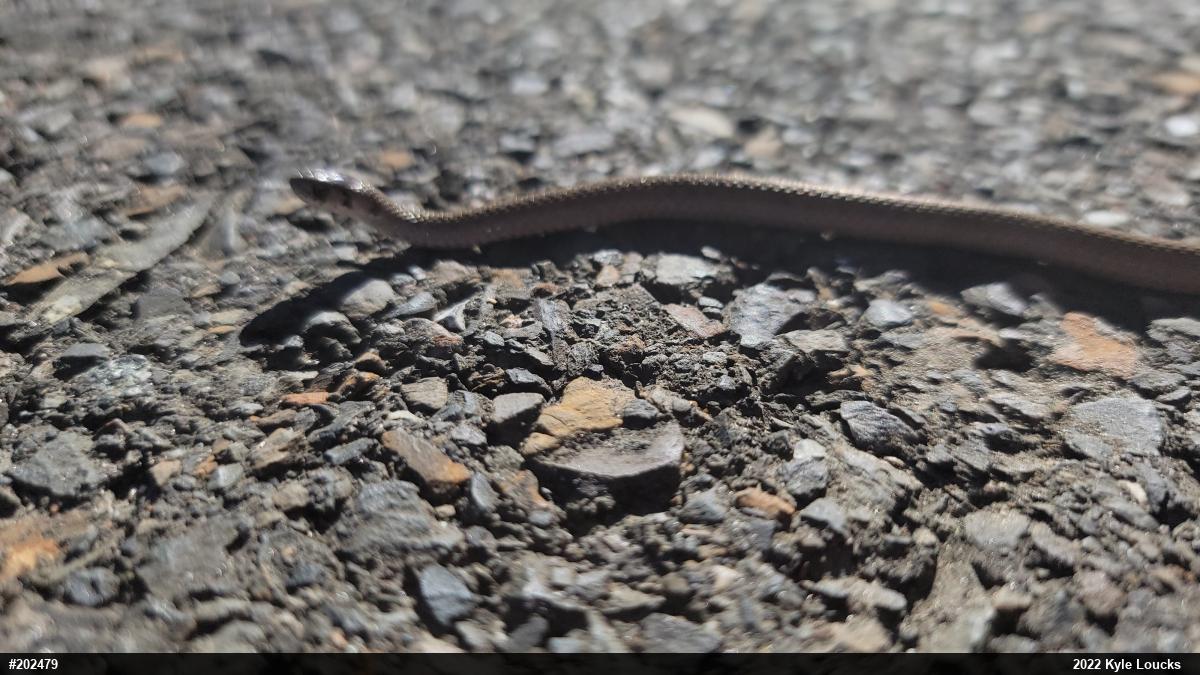 Dekay's Brownsnake