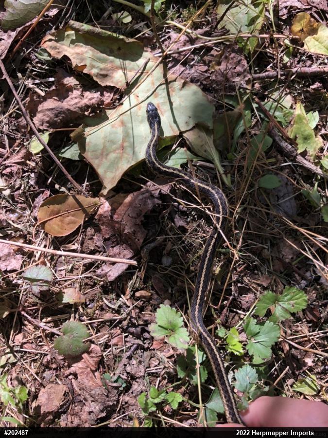 Eastern Gartersnake